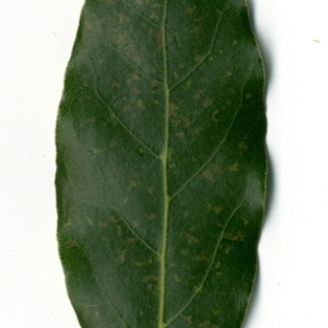 Photographie n°198355 du taxon Laurus nobilis L. [1753]