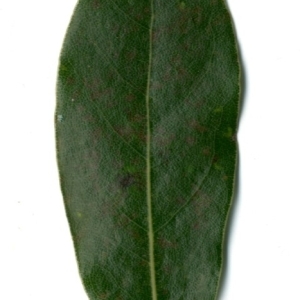 Photographie n°198356 du taxon Laurus nobilis L. [1753]