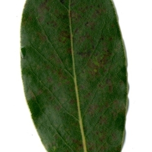 Photographie n°198358 du taxon Laurus nobilis L. [1753]