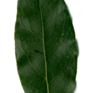 Photographie n°198359 du taxon Laurus nobilis L. [1753]