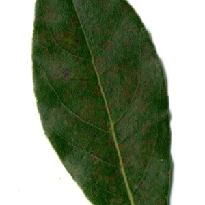 Photographie n°198361 du taxon Laurus nobilis L. [1753]