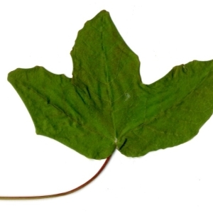Photographie n°198393 du taxon Acer monspessulanum L.