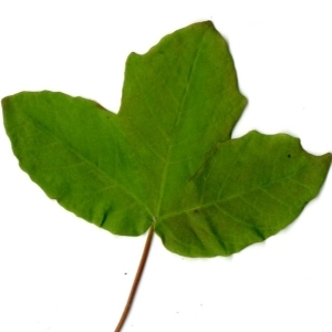 Photographie n°198406 du taxon Acer monspessulanum L.