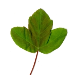 Photographie n°198408 du taxon Acer monspessulanum L.