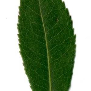 Photographie n°198412 du taxon Arbutus unedo L. [1753]