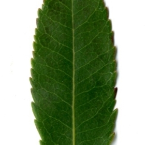 Photographie n°198417 du taxon Arbutus unedo L. [1753]