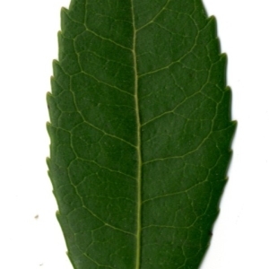 Photographie n°198423 du taxon Arbutus unedo L. [1753]