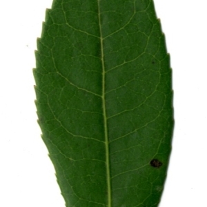 Photographie n°198424 du taxon Arbutus unedo L. [1753]