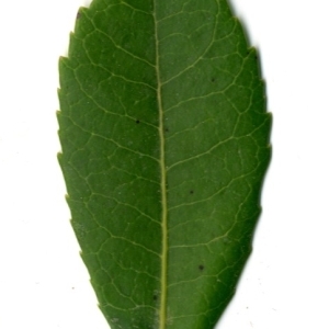Photographie n°198427 du taxon Arbutus unedo L. [1753]