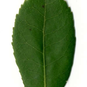 Photographie n°198428 du taxon Arbutus unedo L. [1753]