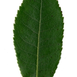 Photographie n°198431 du taxon Arbutus unedo L. [1753]