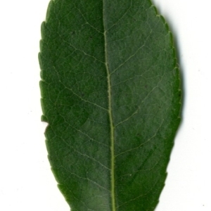 Photographie n°198436 du taxon Arbutus unedo L. [1753]