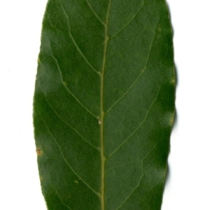 Photographie n°198476 du taxon Laurus nobilis L. [1753]