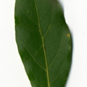 Photographie n°198477 du taxon Laurus nobilis L. [1753]