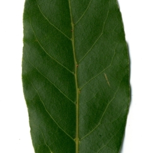 Photographie n°198480 du taxon Laurus nobilis L. [1753]