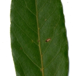 Photographie n°198481 du taxon Laurus nobilis L. [1753]