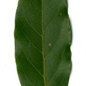 Photographie n°198484 du taxon Laurus nobilis L. [1753]