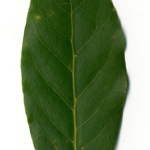 Photographie n°198485 du taxon Laurus nobilis L. [1753]