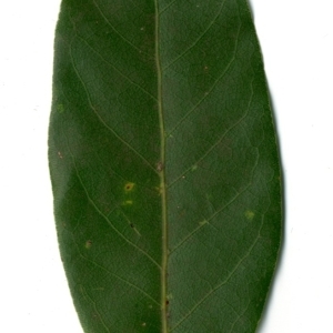 Photographie n°198487 du taxon Laurus nobilis L. [1753]