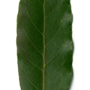 Photographie n°198489 du taxon Laurus nobilis L. [1753]