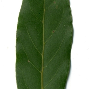 Photographie n°198490 du taxon Laurus nobilis L. [1753]