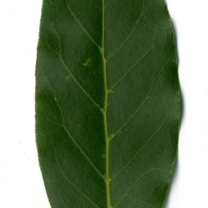 Photographie n°198491 du taxon Laurus nobilis L. [1753]