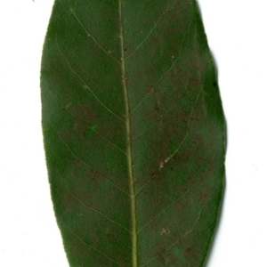 Photographie n°198492 du taxon Laurus nobilis L. [1753]