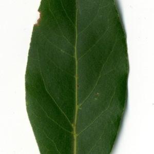 Photographie n°198493 du taxon Laurus nobilis L. [1753]