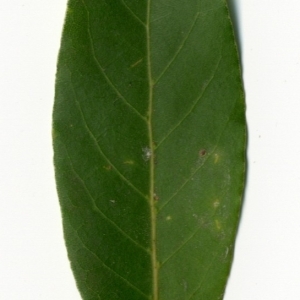 Photographie n°198494 du taxon Laurus nobilis L. [1753]