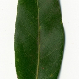 Photographie n°198495 du taxon Laurus nobilis L. [1753]