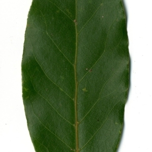 Photographie n°198497 du taxon Laurus nobilis L. [1753]