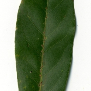 Photographie n°198498 du taxon Laurus nobilis L. [1753]