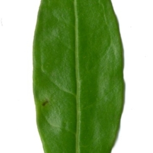 Photographie n°198527 du taxon Punica granatum L. [1753]