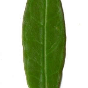 Photographie n°198529 du taxon Punica granatum L. [1753]