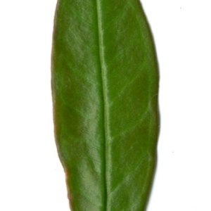 Photographie n°198531 du taxon Punica granatum L. [1753]