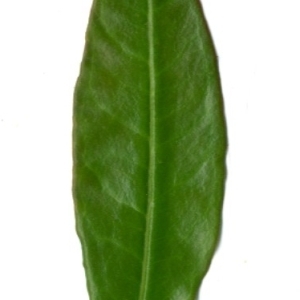 Photographie n°198532 du taxon Punica granatum L. [1753]