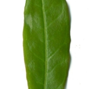 Photographie n°198540 du taxon Punica granatum L. [1753]