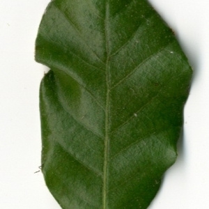 Photographie n°198544 du taxon Quercus ilex L. [1753]