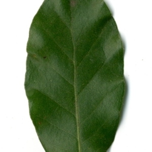 Photographie n°198546 du taxon Quercus ilex L. [1753]