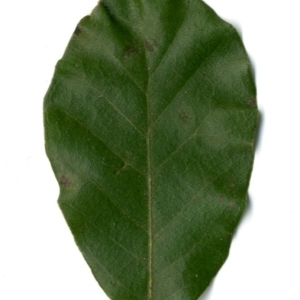 Photographie n°198550 du taxon Quercus ilex L. [1753]