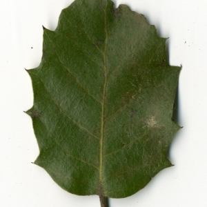 Photographie n°198551 du taxon Quercus ilex L. [1753]