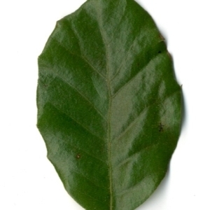 Photographie n°198552 du taxon Quercus ilex L. [1753]