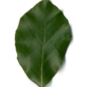 Photographie n°198553 du taxon Quercus ilex L. [1753]