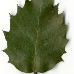 Photographie n°198554 du taxon Quercus ilex L. [1753]