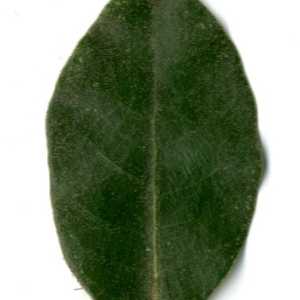 Photographie n°198557 du taxon Quercus ilex L. [1753]