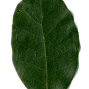 Photographie n°198558 du taxon Quercus ilex L. [1753]