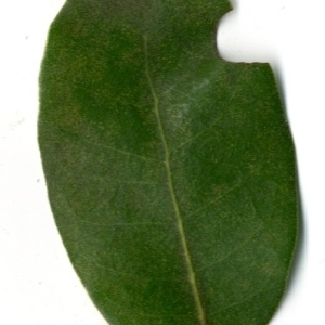 Photographie n°198559 du taxon Quercus ilex L. [1753]