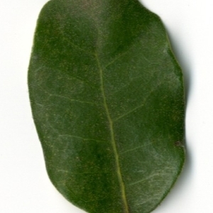 Photographie n°198560 du taxon Quercus ilex L. [1753]