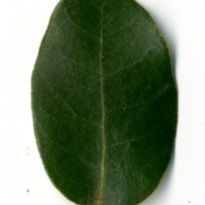 Photographie n°198562 du taxon Quercus ilex L. [1753]