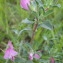  Jean-Claude Echardour - Ononis spinosa subsp. maritima (Dumort. ex Piré) P.Fourn. [1937]